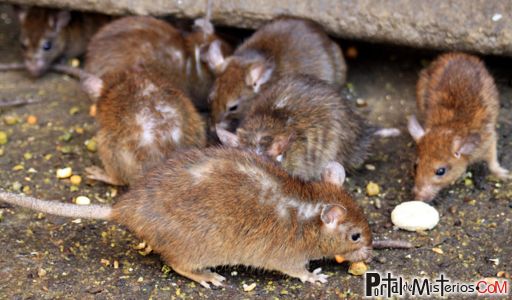 Foto de ratas desalojadas, cortesía de Diario Los Andes